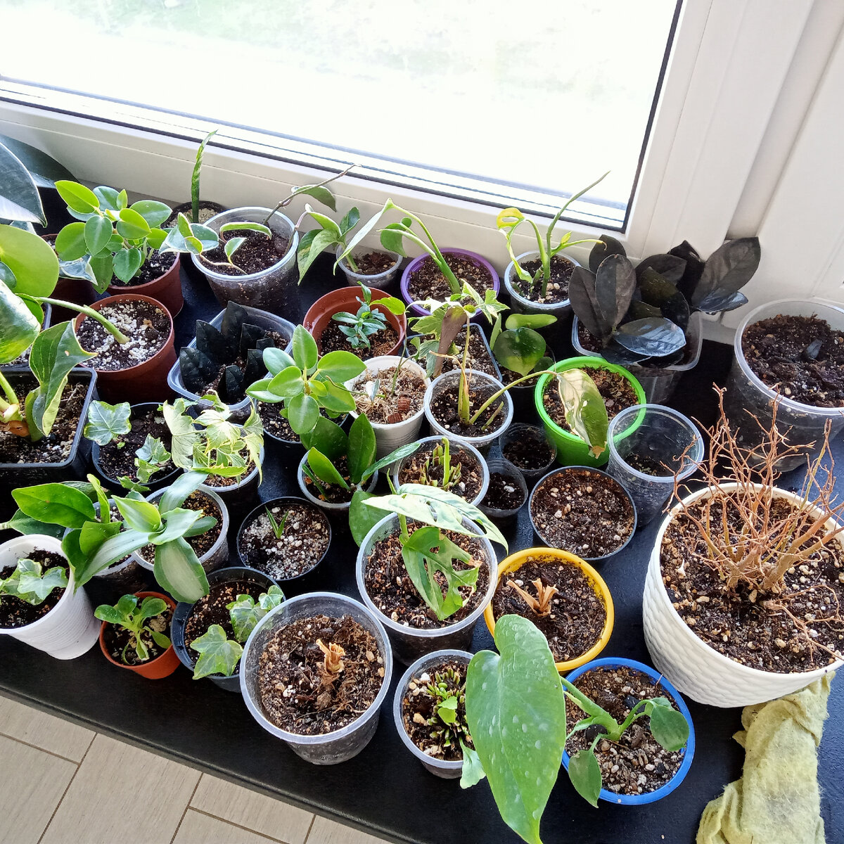 Череночки различные