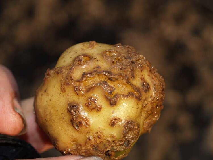 Способы борьбы с паршей на картофеле: