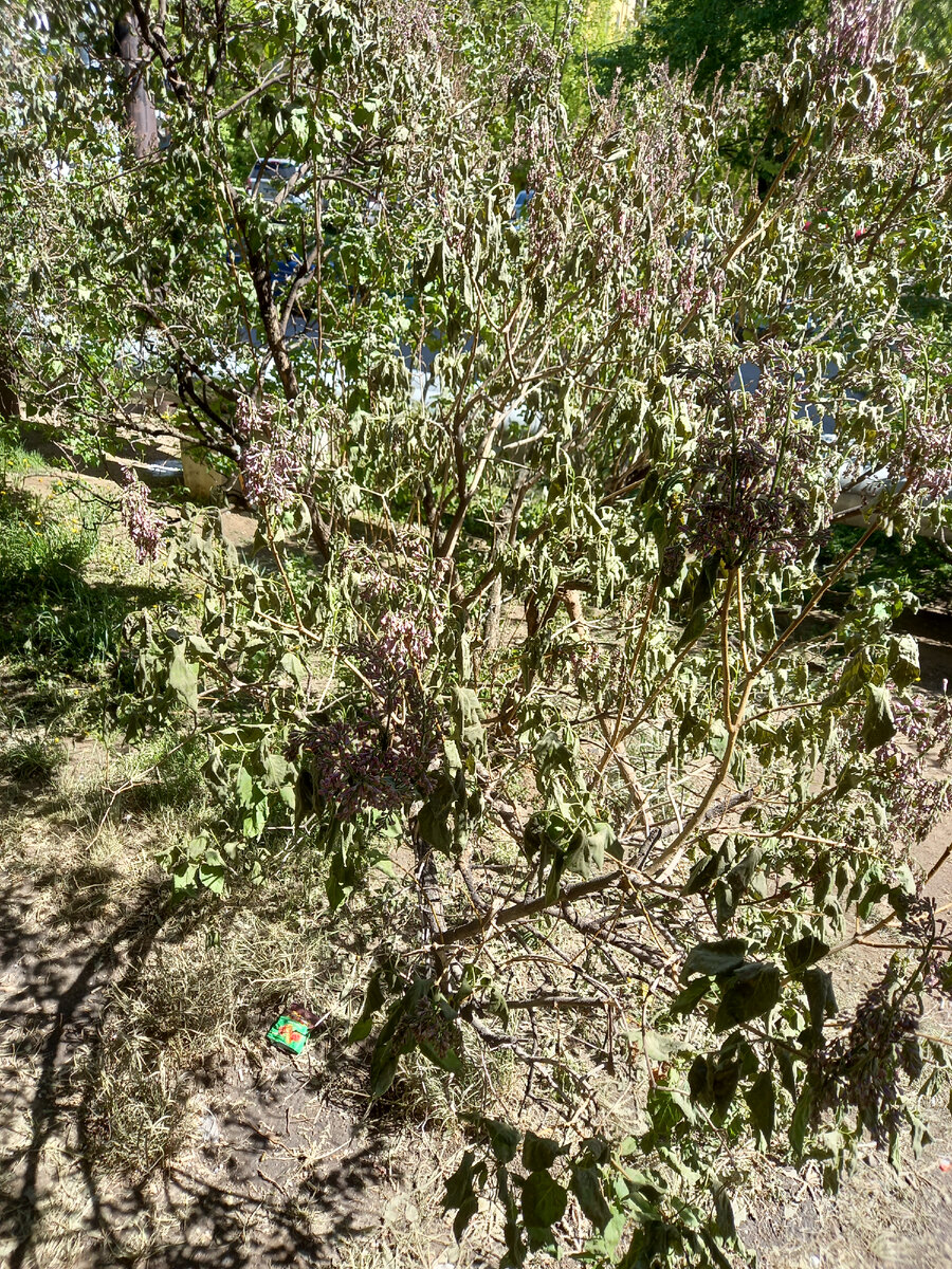 Фото из окна.