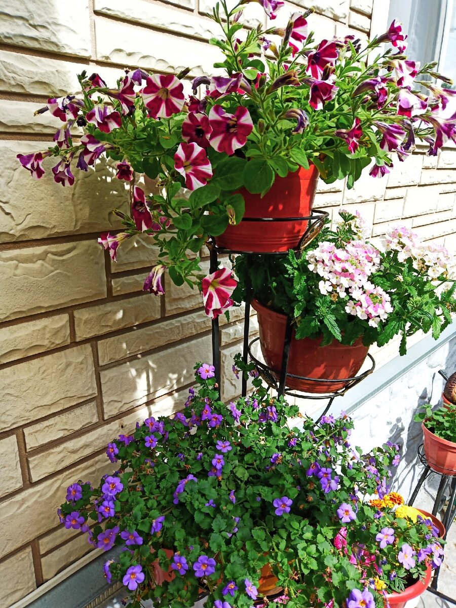 Уголок цветов номер 2!🌺