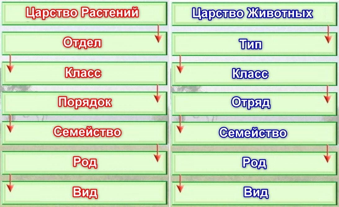 Классификация растений 5 класс биология с примерами