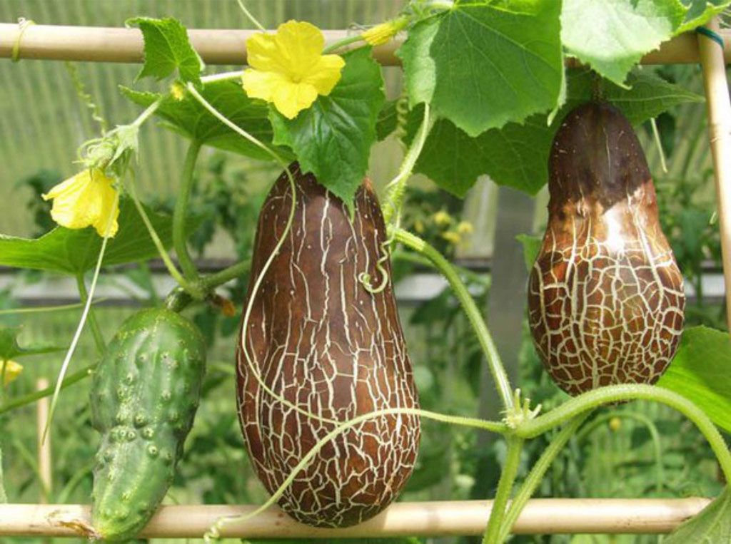 спелый огурец