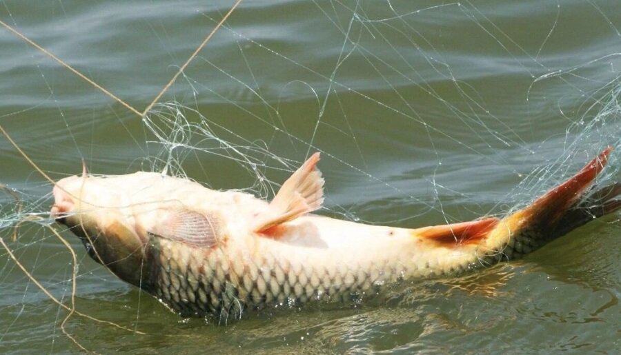 Фото из открытых источников "Яндекс картинки"