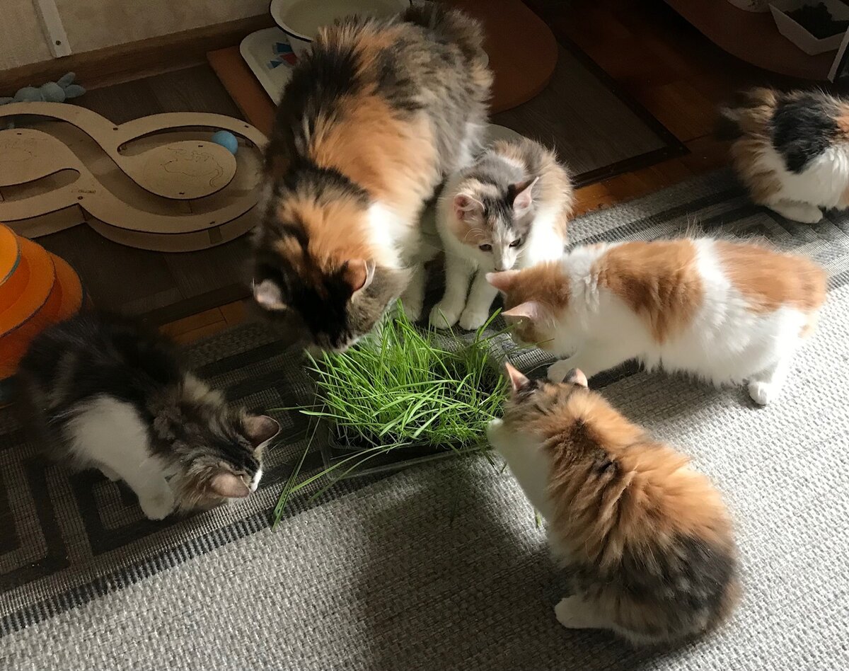 Заботливая мама собрала всех своих котят полакомиться витаминами))