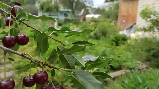 Муравьи в саду. Как я борюсь с муравьями.