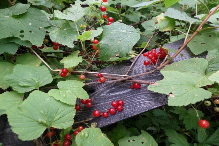    фото Андрея Заржецкого