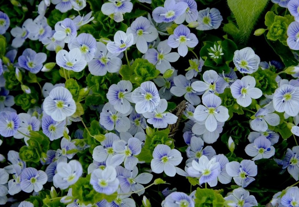 фото с сайта https://palesad.ru