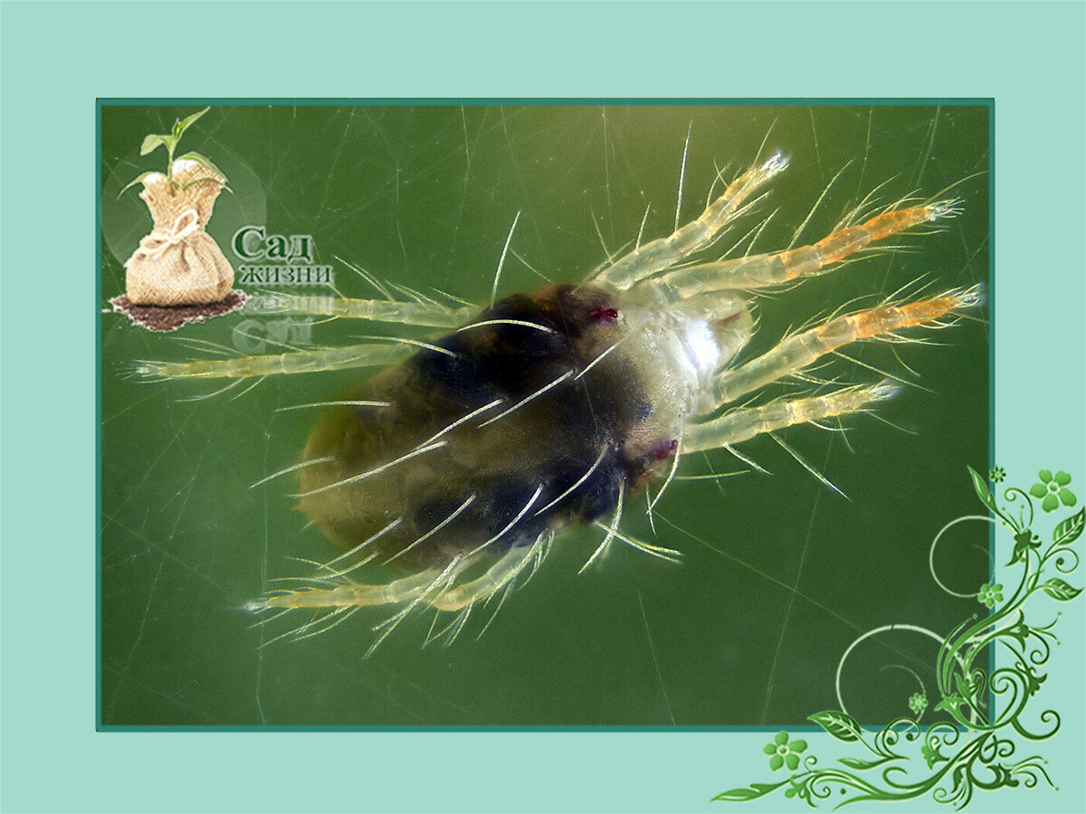 Паутинный клещ