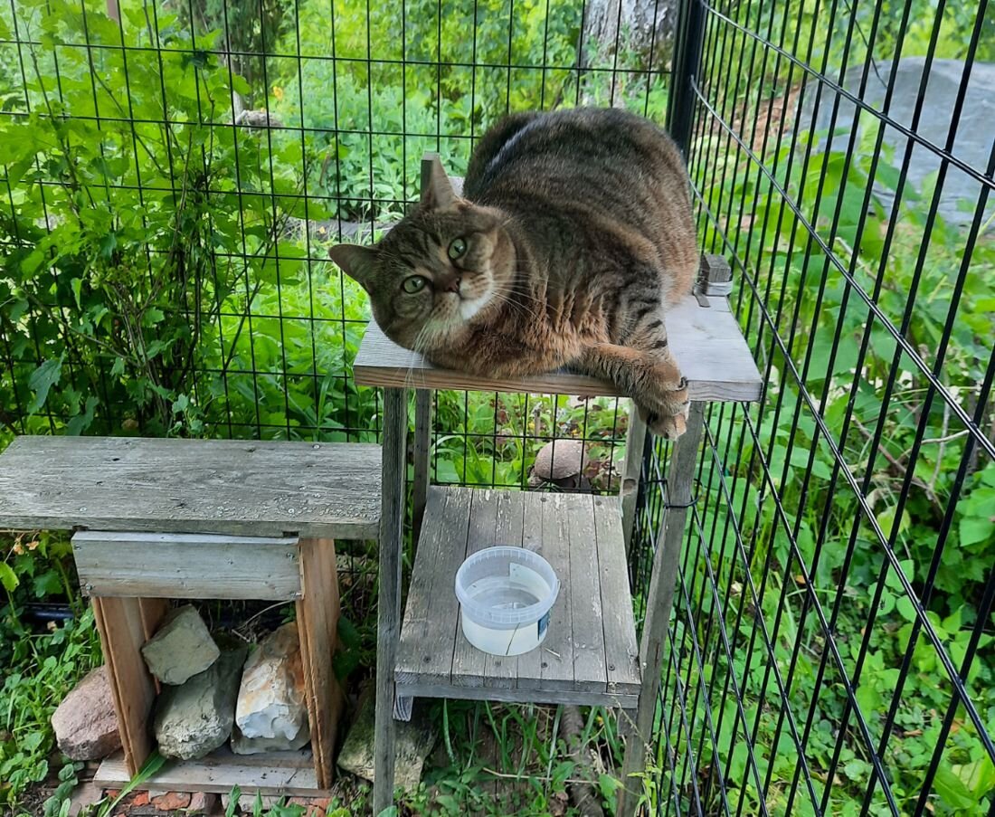 Че пришла? Видишь - гуляю!"