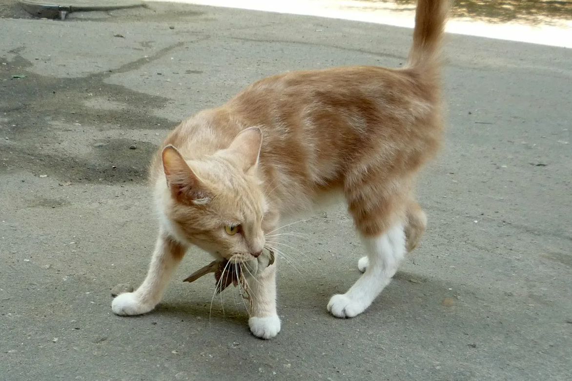 Как выглядят кошки дворняжки Желудок у котёнка меньше наперстка? Истории про животных от подписчиков Книга Гр