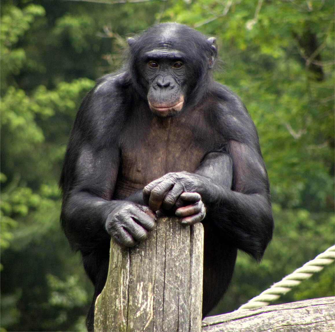 Обезьяна бонобо (CC) Wikimedia, Natataek at English Wikivoyage