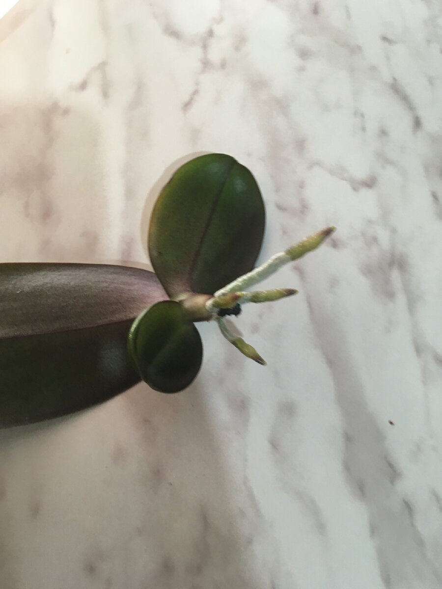 Корешки маленькие , но их 4