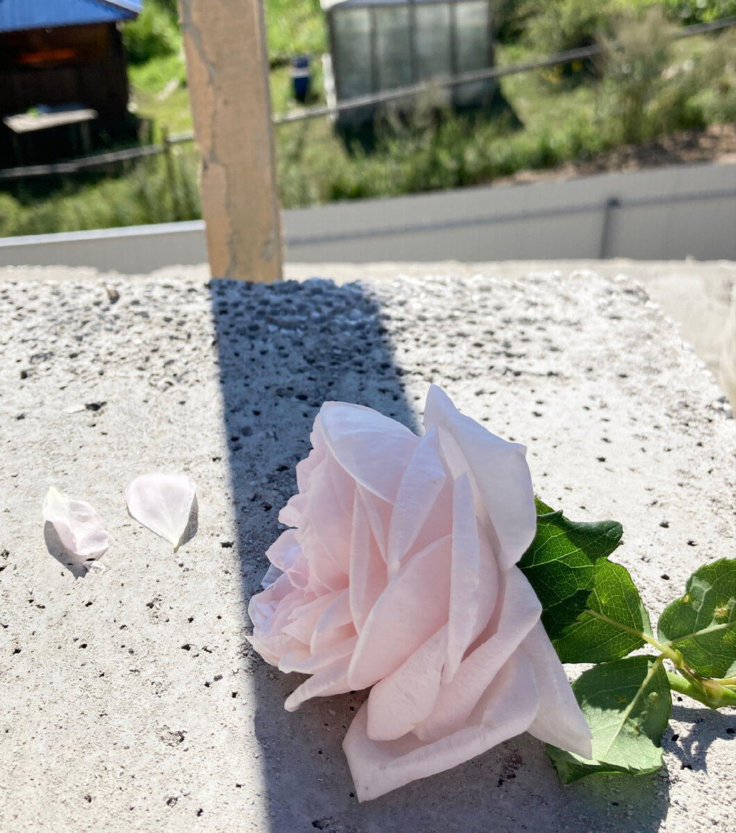 Плетистая Нахема и псб - окно спальной второго этаже (фото мое) 