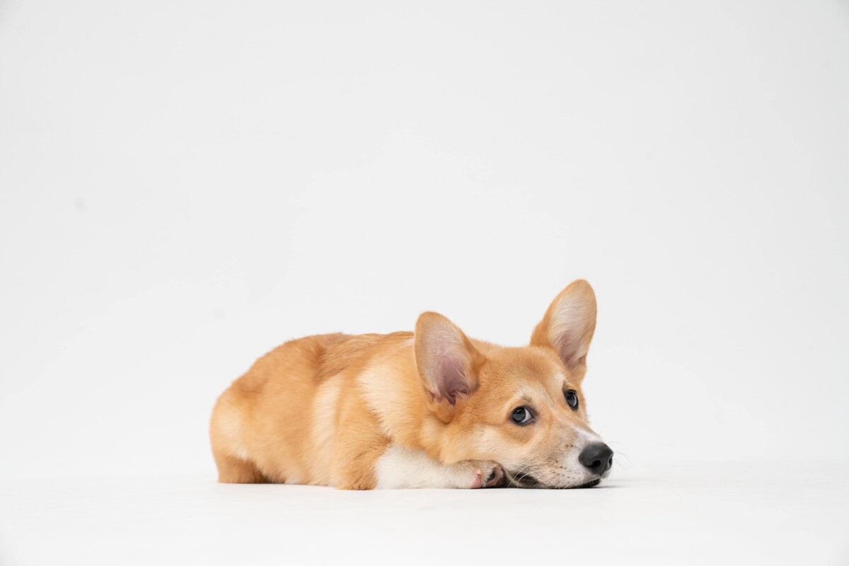 Источник фото: Unsplash / Fatty Corgi