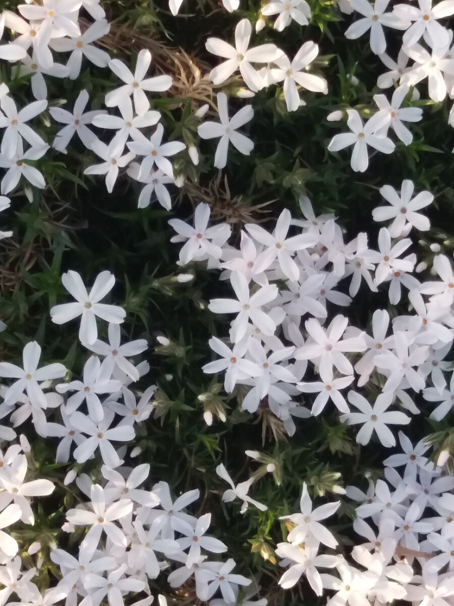 Флокс шиловидный  может цвести в различных пастельных тонах, ярко-розовыми и чисто белыми цветами.