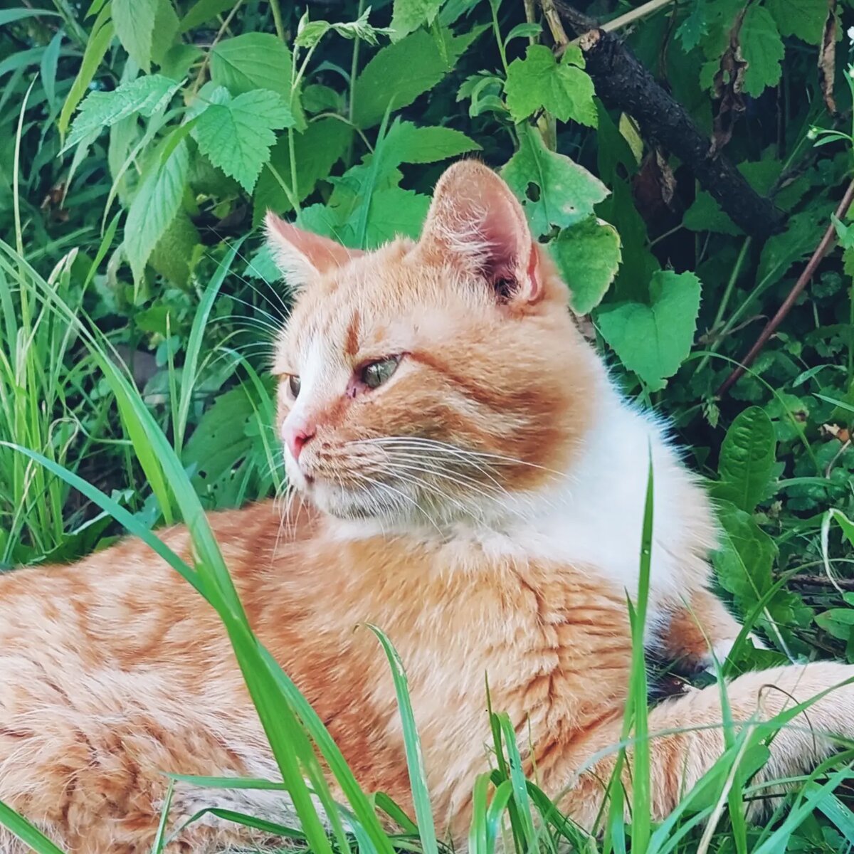 Симба 😍