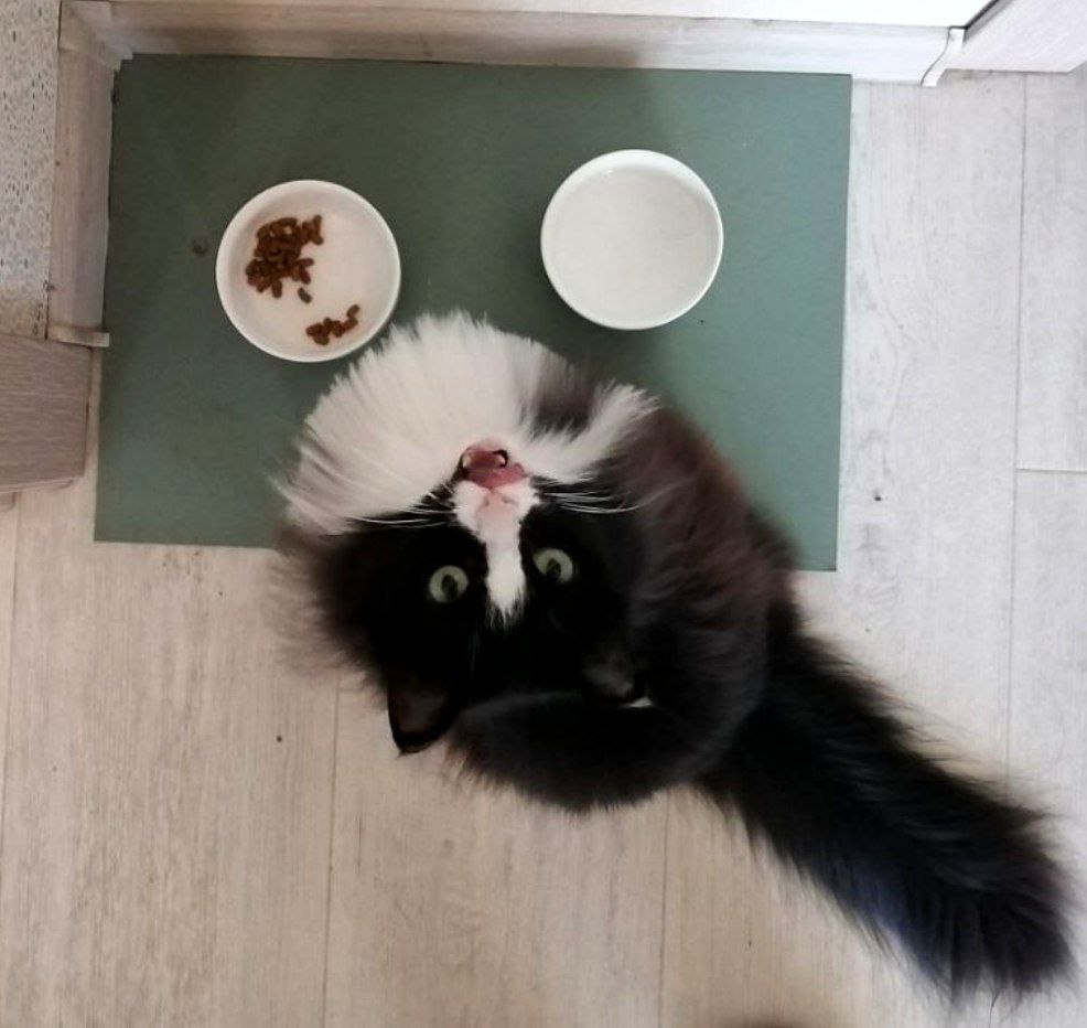 И кошка довольна :)