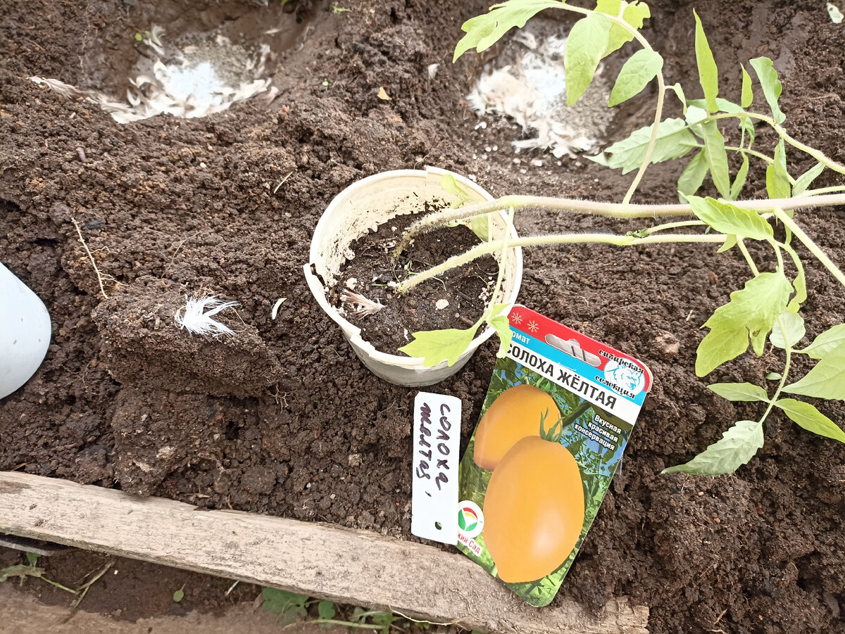 Высадка рассады в неотапливаемую теплицу. Фото автора