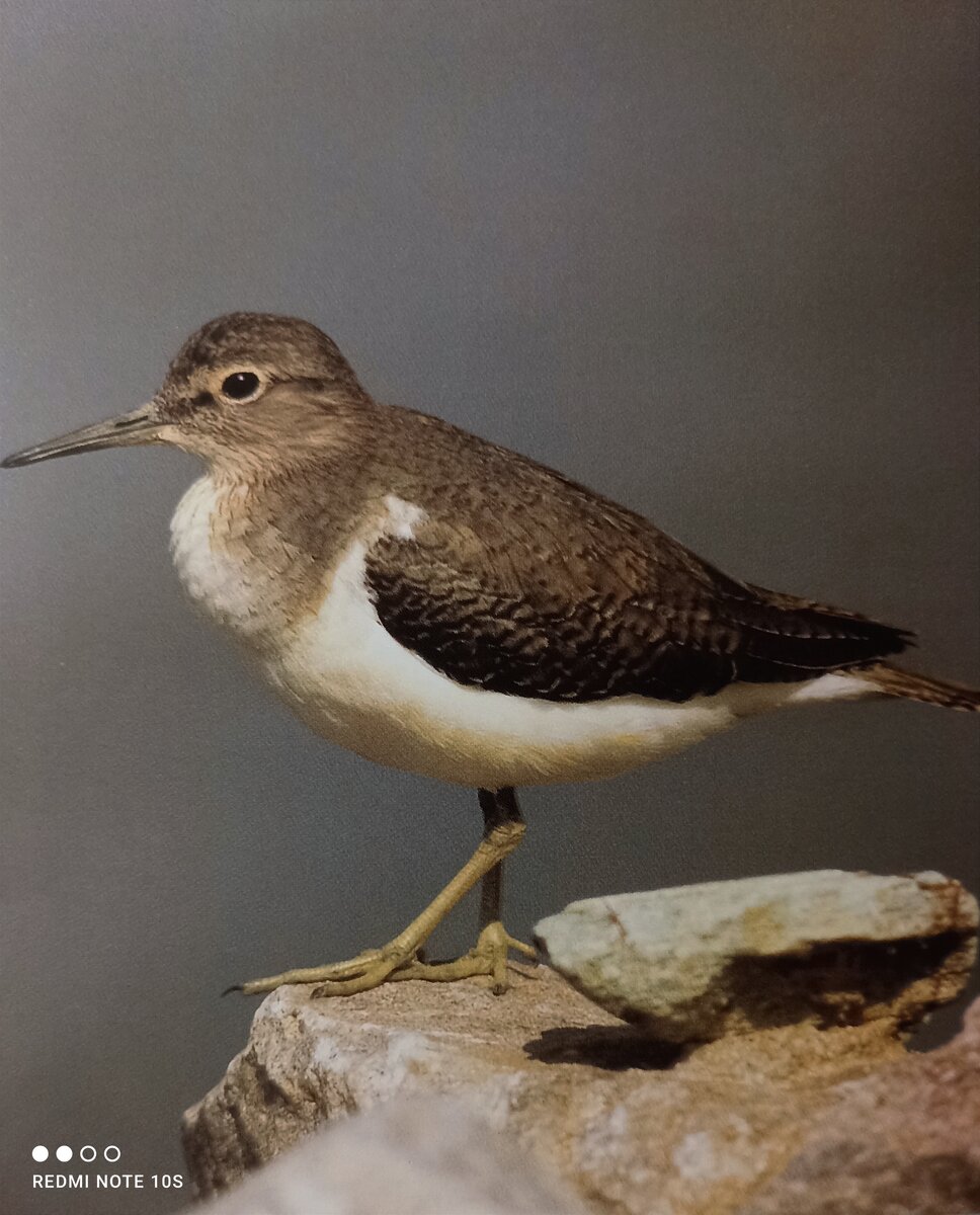 Перевозчик 