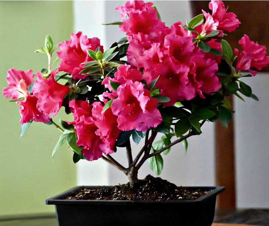 В природе азалия цветёт весной