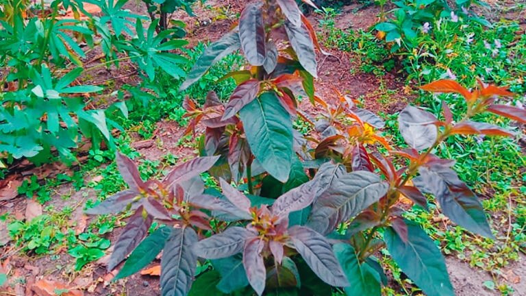 Вербейник реснитчатые - у этого милого растения такие мощные корни... 