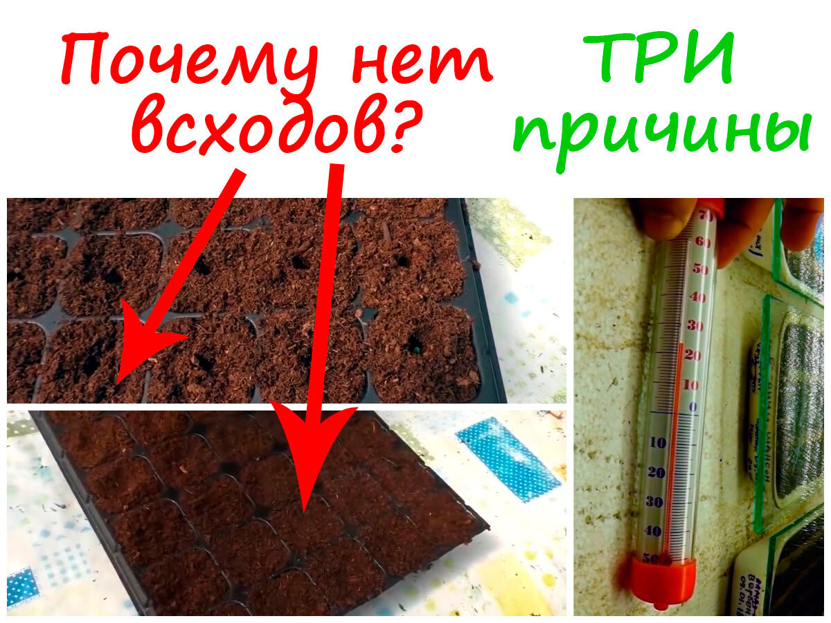 Проект почему в яблоке не прорастают семена