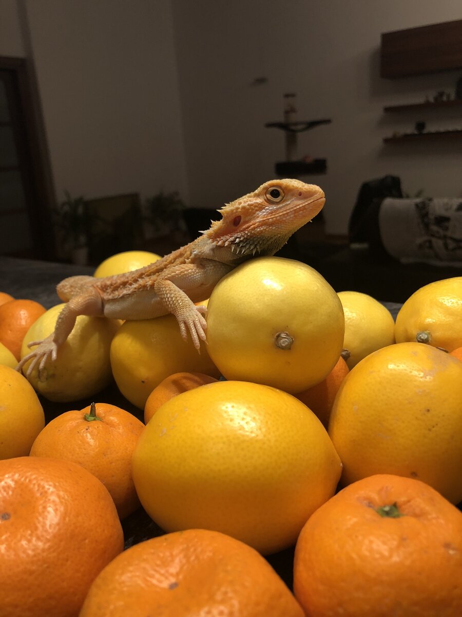 Вот таким был Лимон в первый месяц жизни у меня дома: очень милый и контактный 