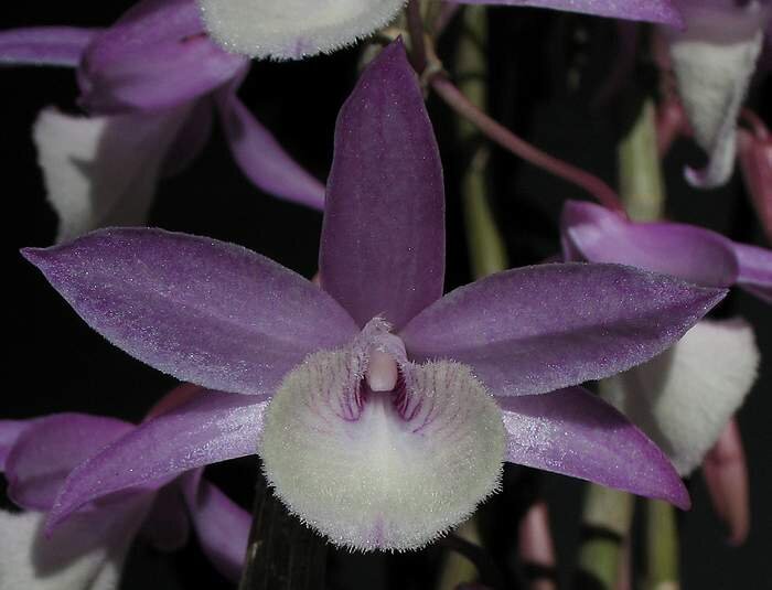 Дендробиум первоцветный или Дендробиум примулинум-Dendrobium Primulinum