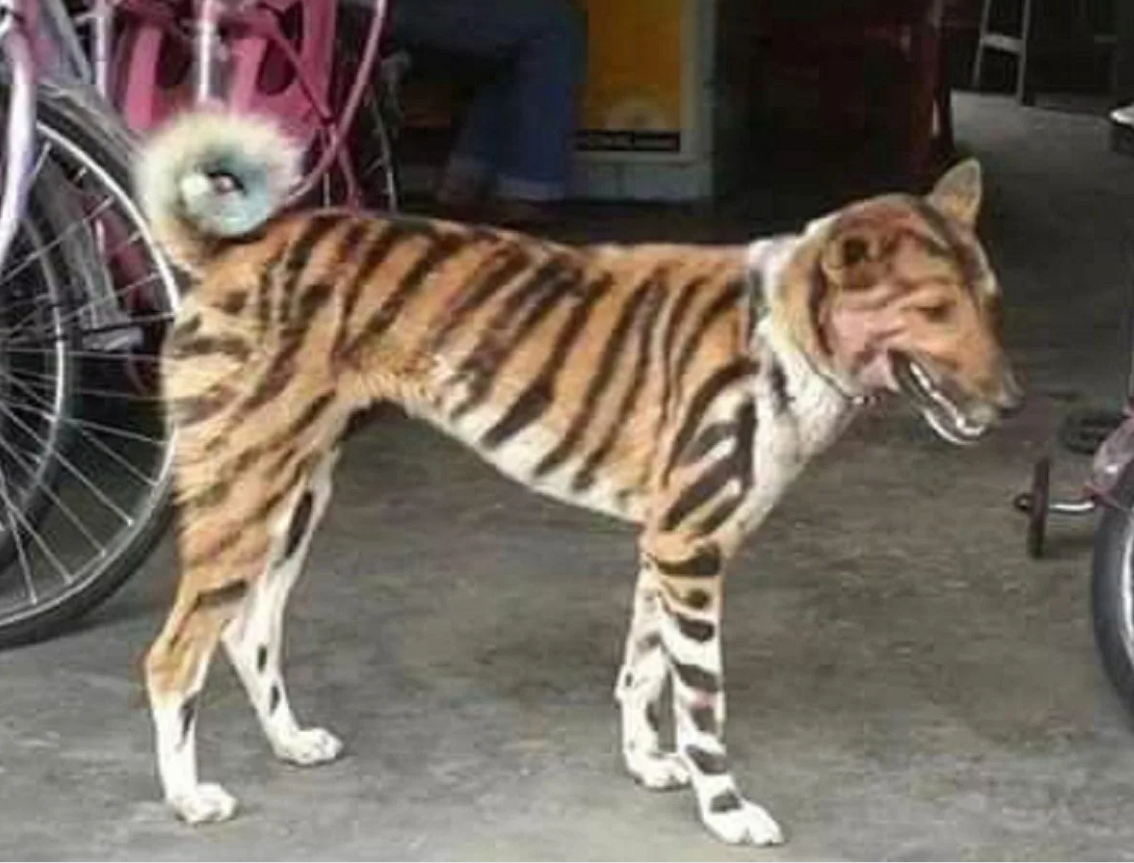 необычные собаки. разрисовали собаку под тигра. собака перекрашенная в тигра в уссурийске. тигровый мастиф. собаку перекрасили в тигра.