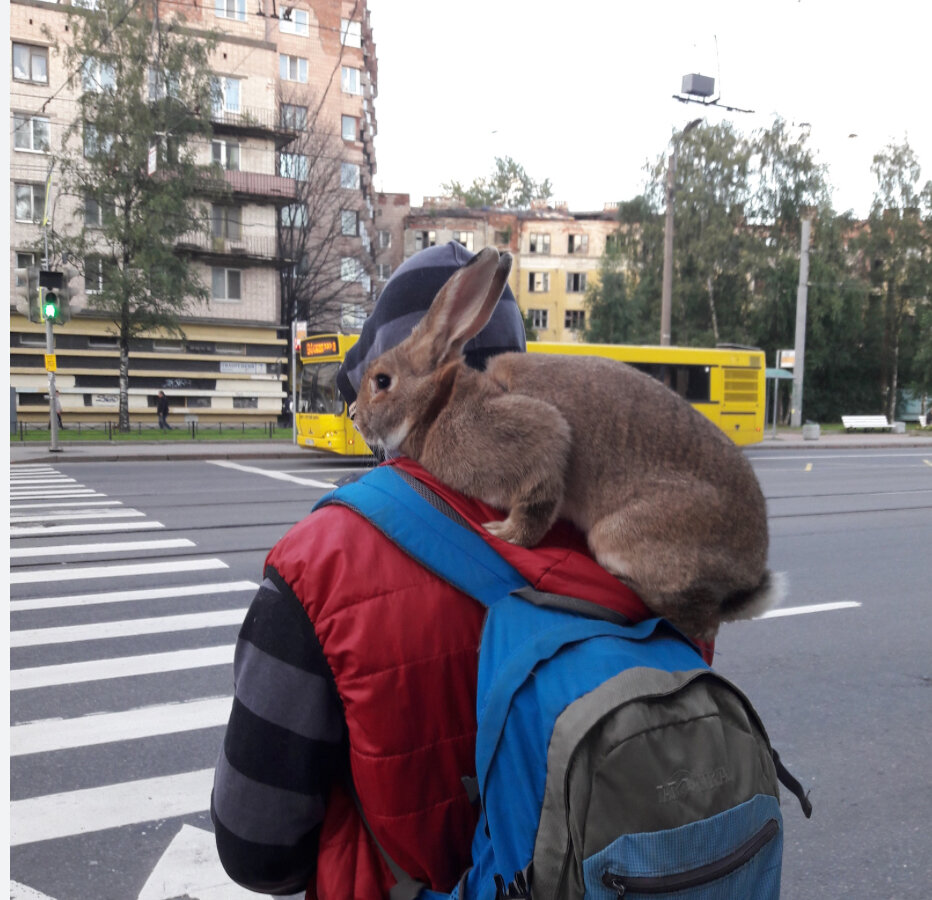 Даль В. Толковый словарь живого великорусского языка (современное написание слов)