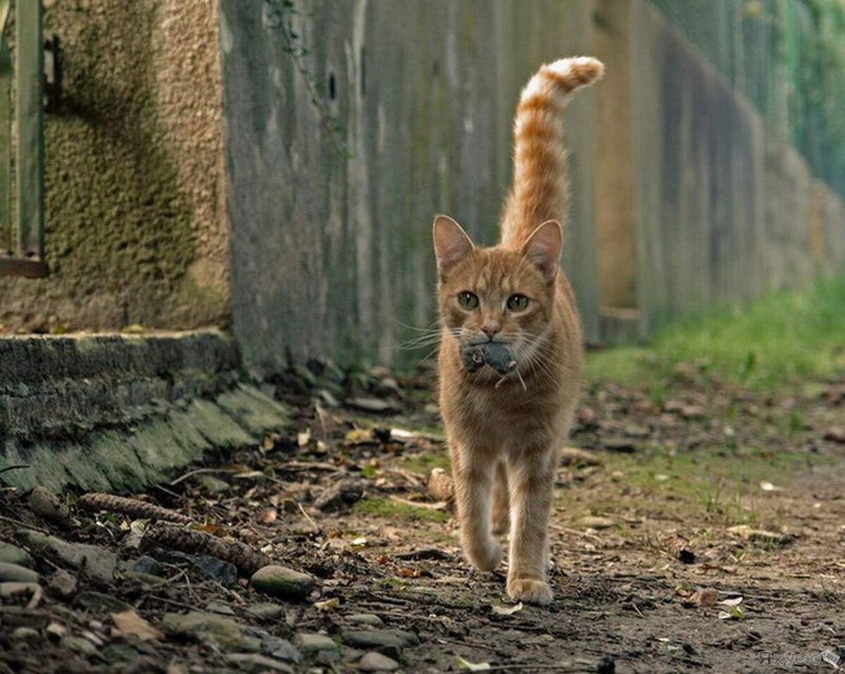 Кот принес мышь. Кошка с мышкой в зубах. Коты с мышами в зубах. Кошка с добычей в зубах.