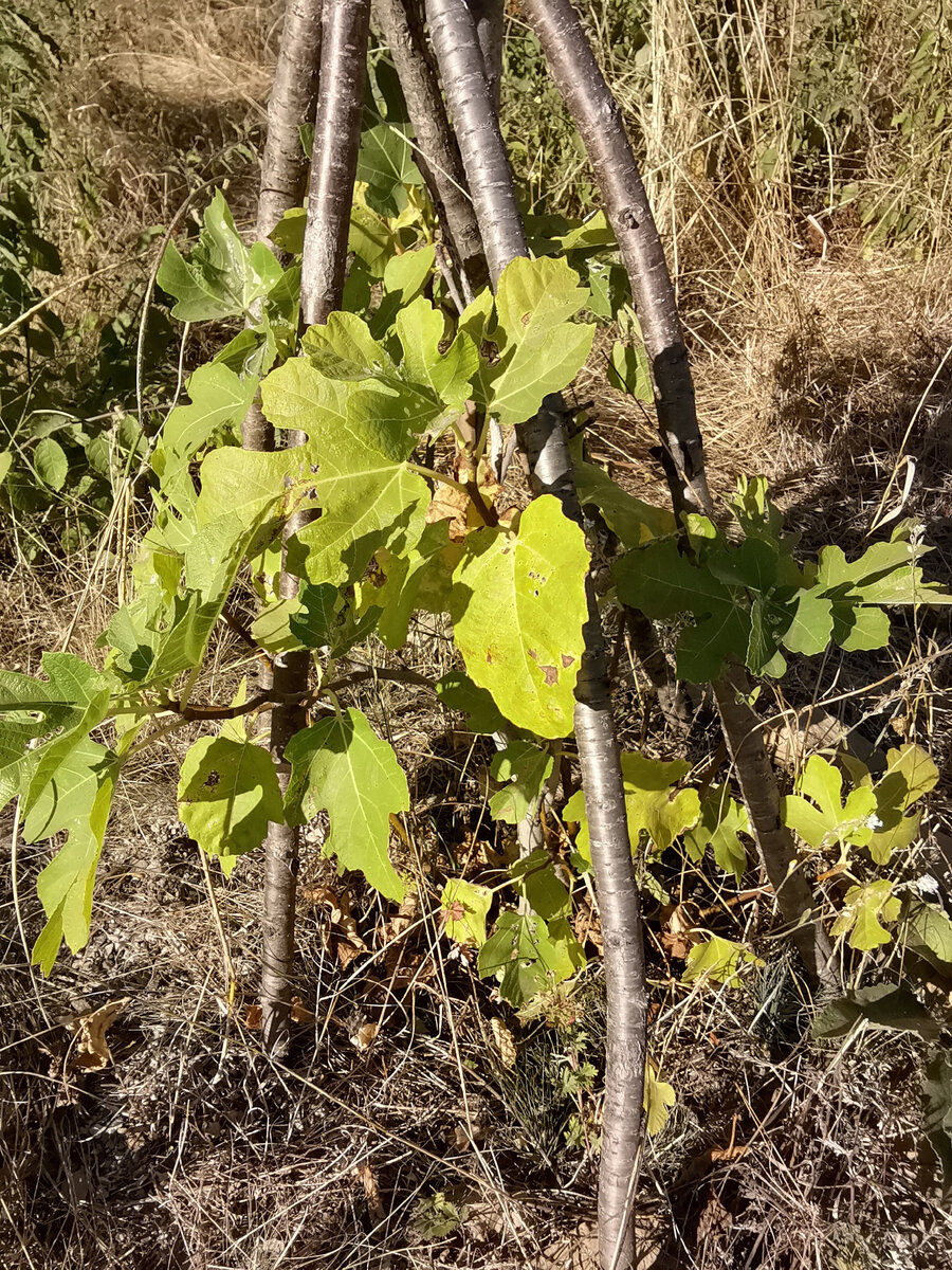 Саженец инжира. 