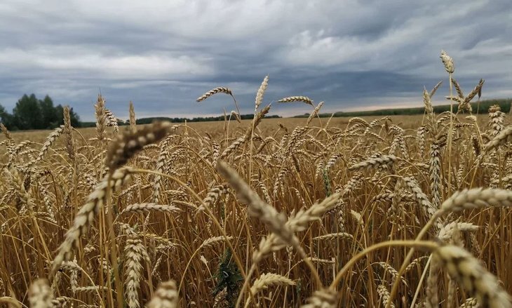    Какие сорта пшеницы более устойчивы к фузариозу колоса