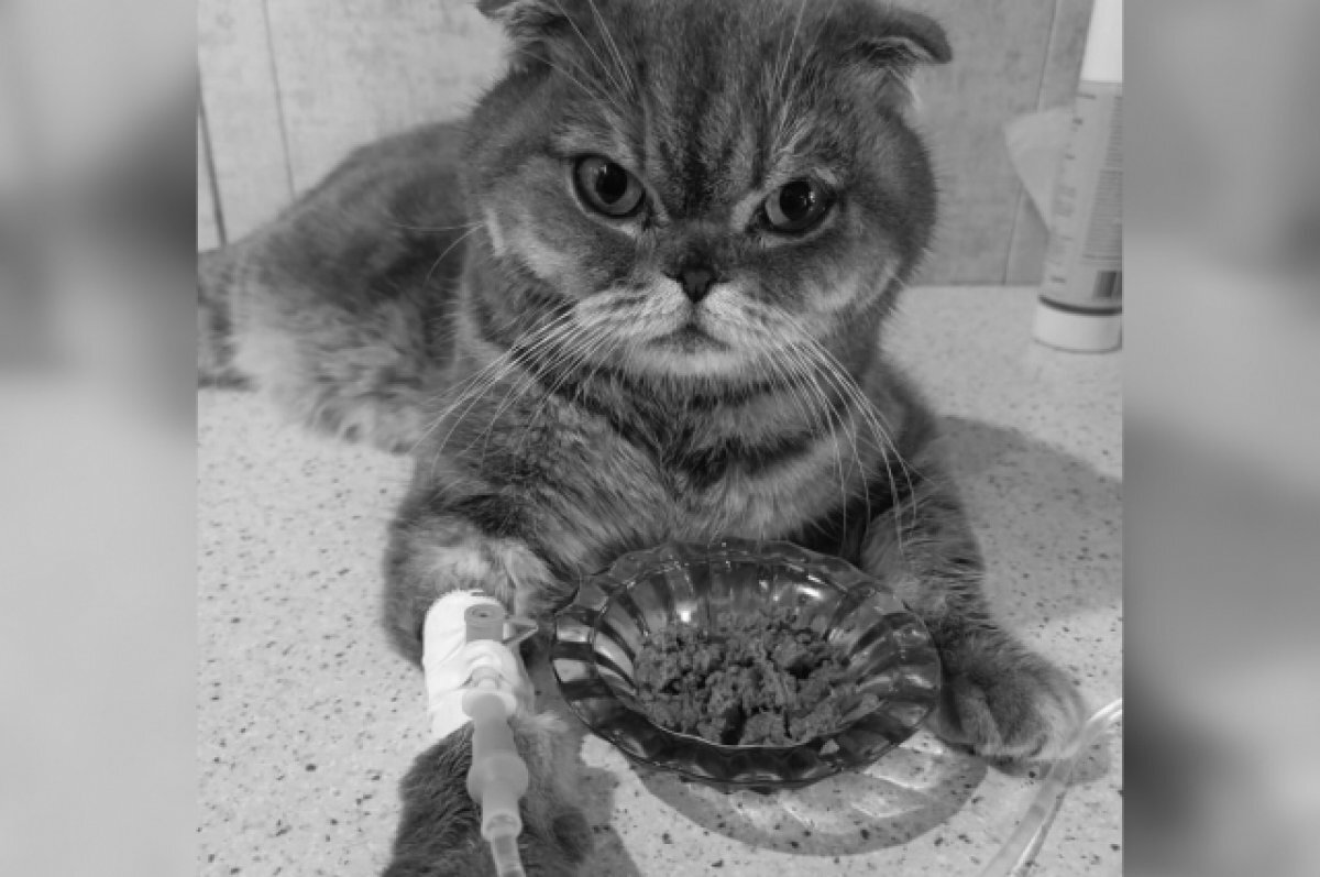    В Твери кот, которого хозяева не стали лечить и выкинули в переноске, умер