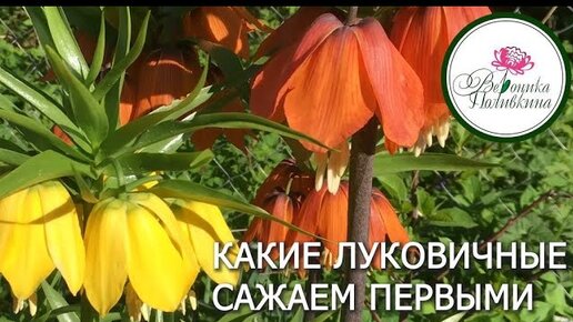 КАКИЕ ЛУКОВИЧНЫЕ САЖАЕМ ПЕРВЫМИ И ПОЧЕМУ