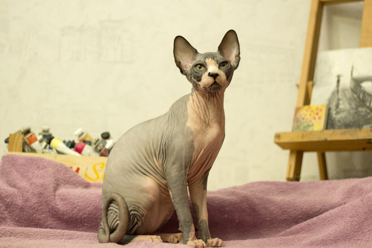 Это Влад. И он чипирован🐱‍👓😄