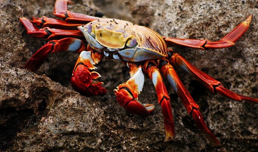 Фото: pixabay.com