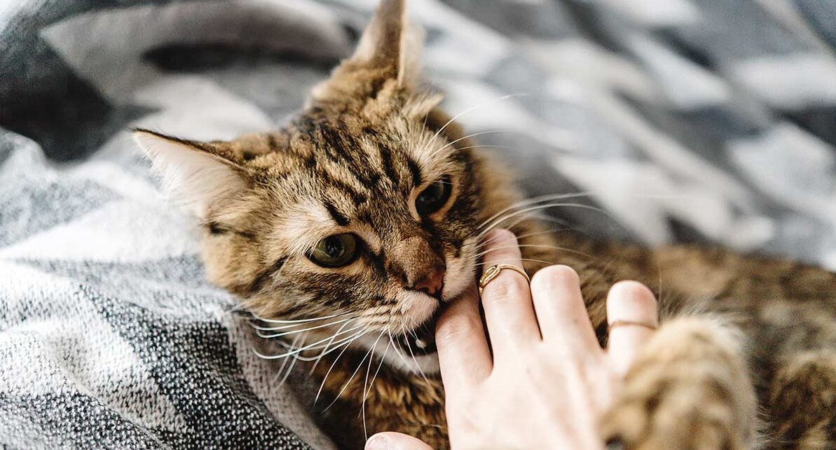 Фото с сайта: https://www.thehappycatsite.com