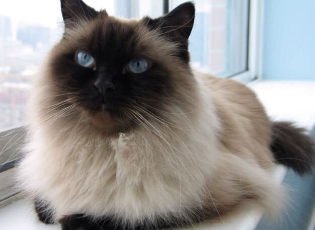 Гималайская кошка. Кошка именно такой породы была зафиксирована как самая легкая