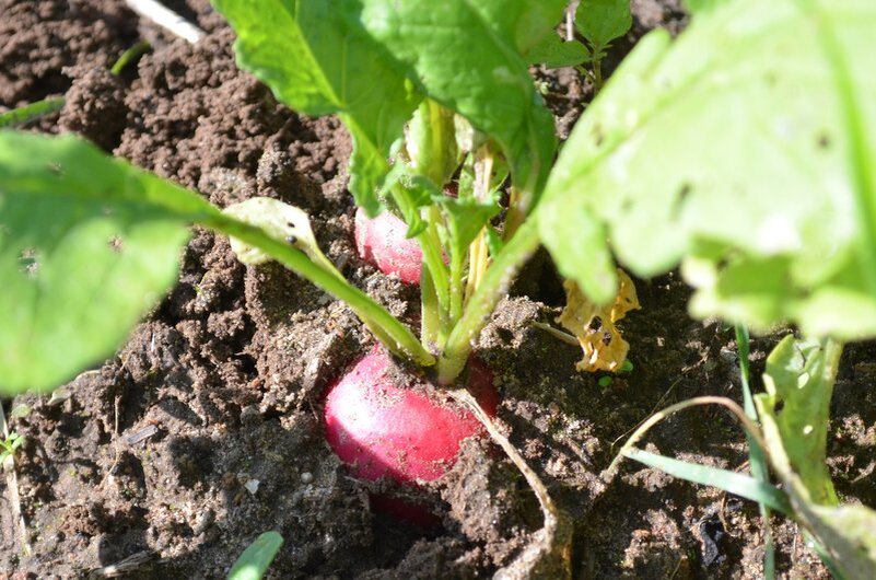 Урожай редиса в августе.