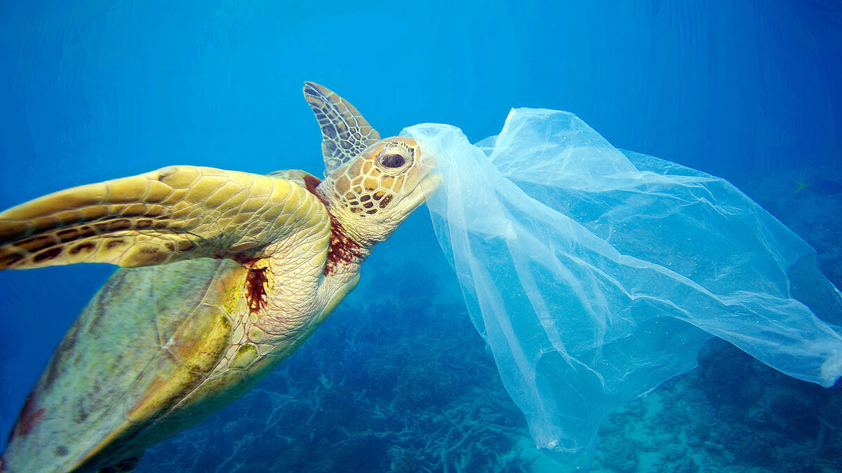 Пластик и морские обитатели
