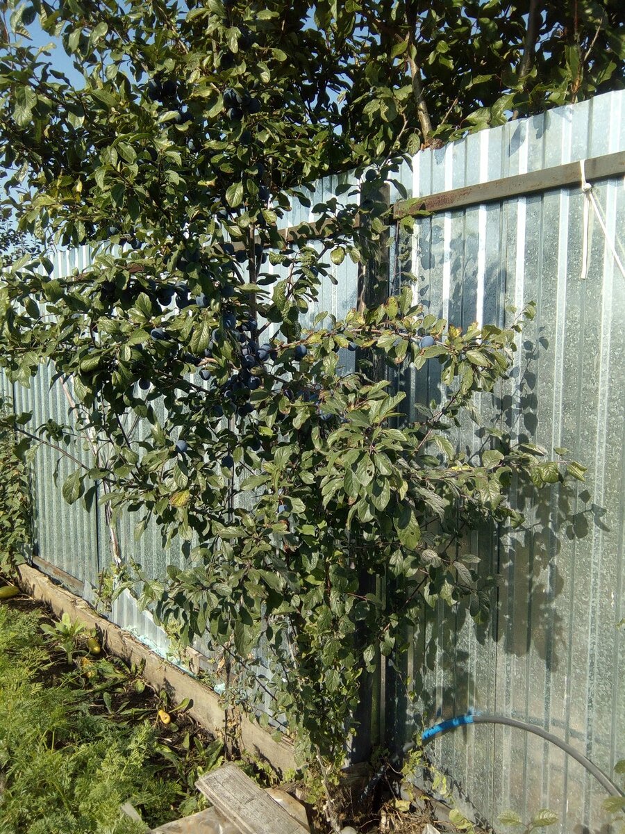 "Подарок" от соседа.