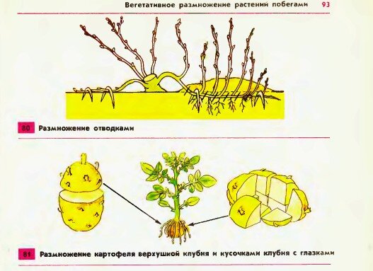 Рассмотрите рисунок иллюстрирующий один из способов вегетативного размножения