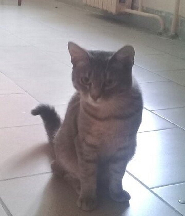 Кот, который гулял у нас на площадке