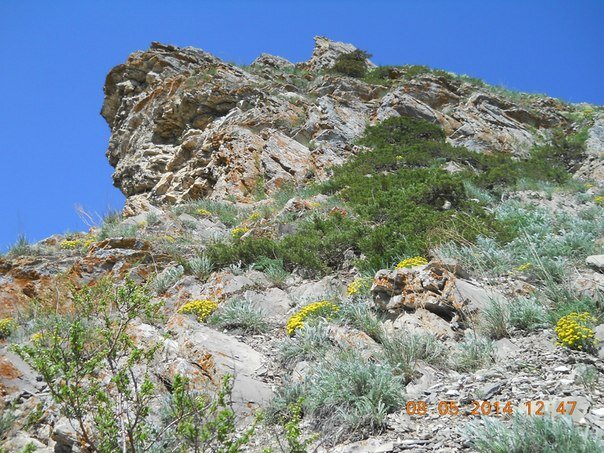 Можжевельники на горе. Фото из личного архива 