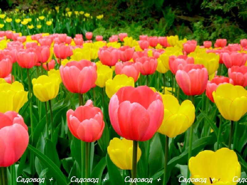 Тюльпан (Tulipa) 