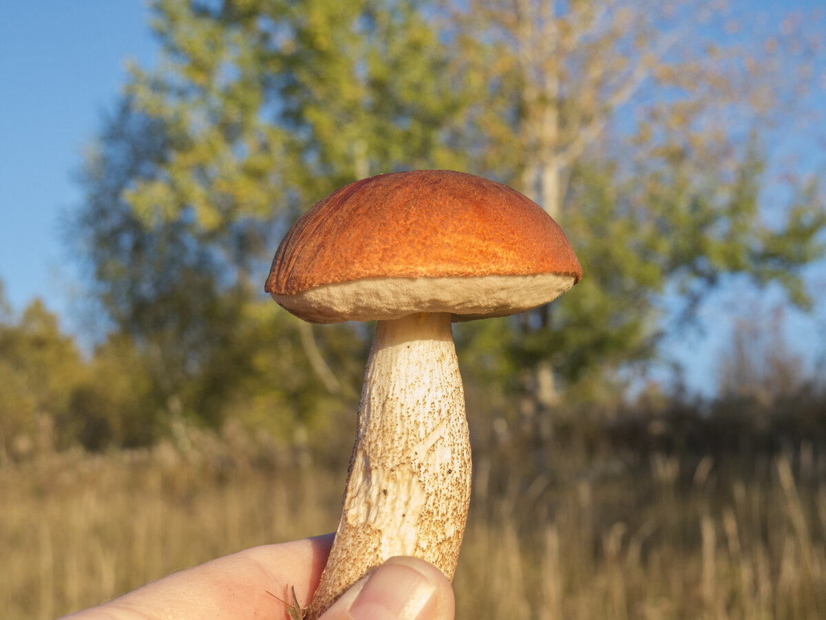 Адыгейские грибы