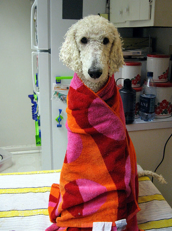 http://bedforpet.ru/gallery/blog/2014/03/palat-7.jpg