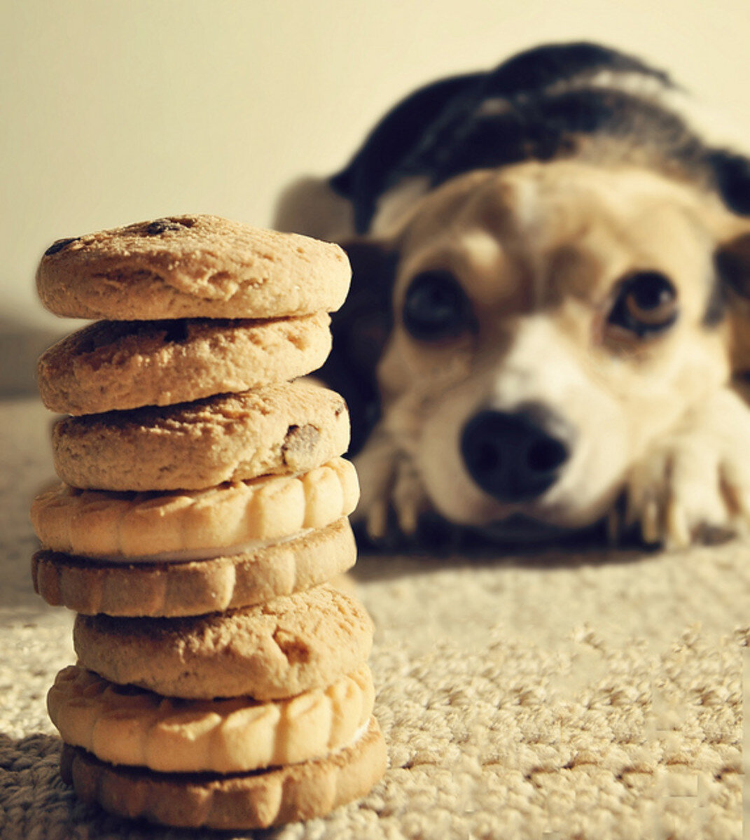 Отсутствие аппетита у собак