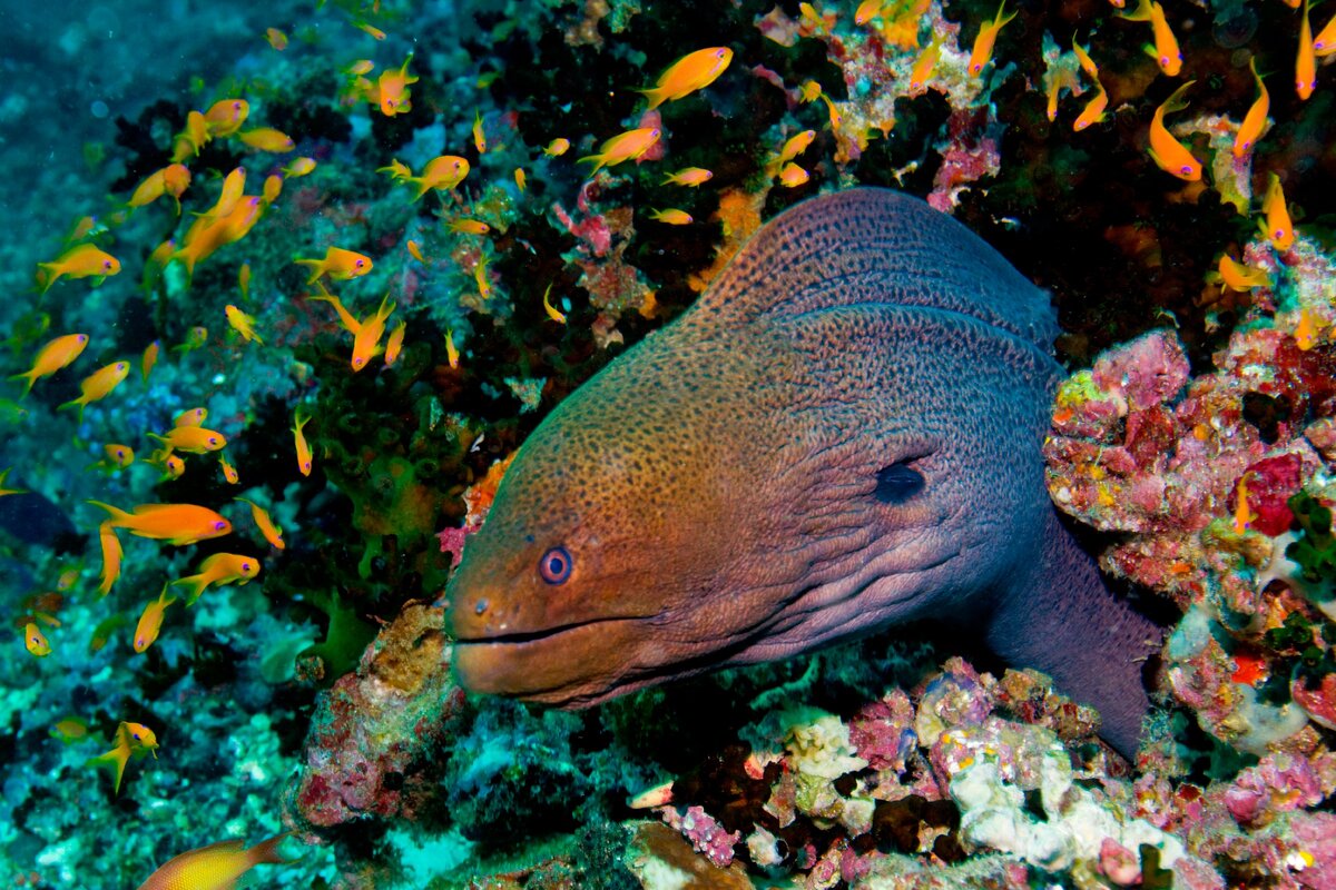 что такое мурена. мурена хелена. пурпурная пятнистая мурена. что такое мурена. мурена электрическая рыба.